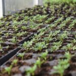 Ankstyvųjų daržovių ir daigų augintojai nuogąstauja, kad kylant energijos resursų ir trąšų kainoms šįmet svarbiausia bus atsiimti į šiltnamius investuotus pinigus. G. KARTANO nuotr.