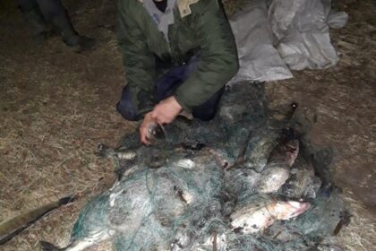 Prieš kelias dienas Aplinkos apsaugos departamento Panevėžio gyvosios gamtos apsaugos inspekcijos pareigūnai drauge su Panevėžio miškų kontrolės skyriaus aplinkosaugininkais organizavo mėgėjiškos žvejybos kontrolės reidą Kupiškio mariose. Nustatyti du asmenys, žvejoję statomaisiais tinklais.