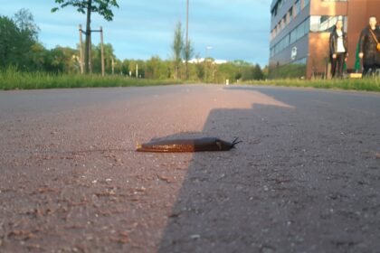 Panevėžio savivaldybė pusiau juokais, pusiau rimtai svarsto, ar nevertėtų skelbti viešųjų pirkimų konkurso šliužams surinkti.