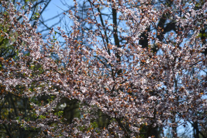 Suvešėjęs miškas, o jame – dekoratyvinių augalų žiedai. Žydi miško paklotas, žydi krūmai, netikėdamas savo akimis žvelgi ir matai, kad įvairiaspalviais žiedais sužydę ir miško medžiai.