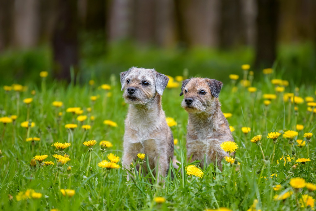 G. KARALIŪNAITĖS nuotr.