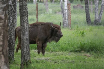 Asociatyvi I. Stulgaitės–Kriukienės nuotr.