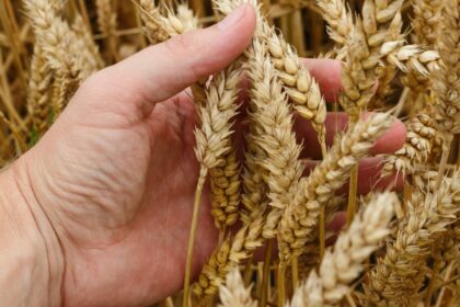 Indijai uždraudus kviečių eksportą, pirmadienį šių grūdų kainos pasaulyje pasiekė rekordines aukštumas.