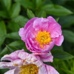 P. ŽIDONIO nuotraukos