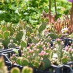 P. ŽIDONIO nuotraukos