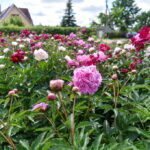 P. ŽIDONIO nuotraukos