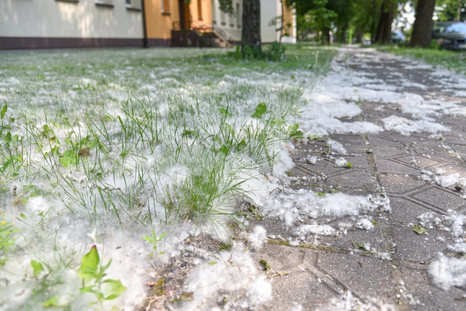 Pačiame vasaros įkarštyje Panevėžyje į Radviliškio ir Raginėnų gatves atklydo žiema. Taip pagalvoti galima pamačius baltu purumu nuklotus daugiabučių bei individualių namų kiemus.
