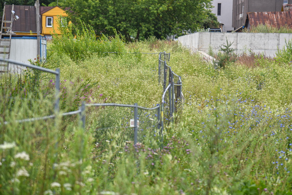 Panevėžiečiai ironizuoja, kad buvusios „Semos“ teritorijoje šiuo metu geriausia auginti ožkas. 
