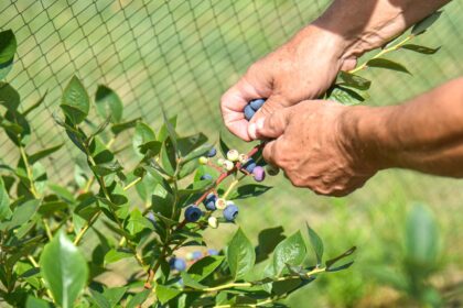 Ilgą laiką šilauogės laikytos kone prabangos preke. Tačiau daugėjant augintojų, šių aksominių uogų kainos čiuožia žemyn.