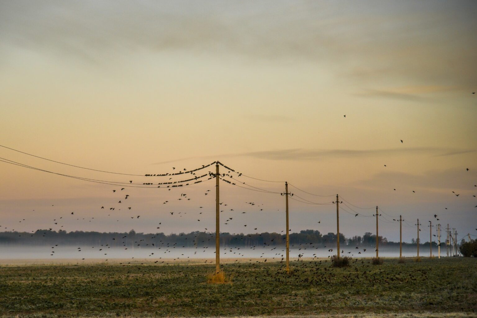 Baigiantis vasarai, ūkininkai priversti skaičiuoti ne tik permainingų orų, bet ir laukinių žvėrių padarytą žalą.