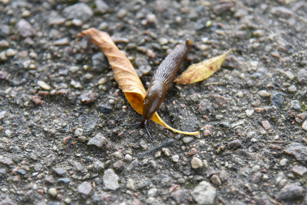 Mokslininkų teigimu, įveikti visa naikinančius ir grėsmę gamtai keliančius šliužus itin sudėtinga: jie sugeba išgyventi ir cheminių preparatų, ir druskos atakas. P. ŽIDONIO nuotr. 