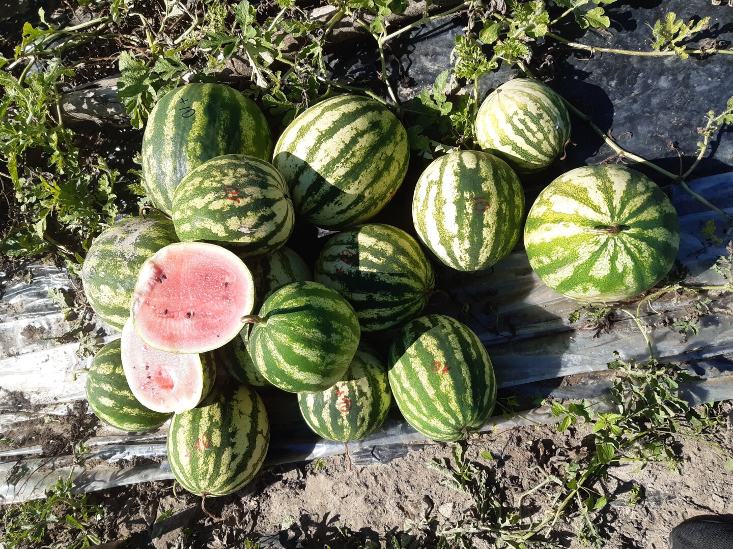 V. RAKAUSKAITĖS-ŽUKIENĖS asmeninio archyvo nuotr.