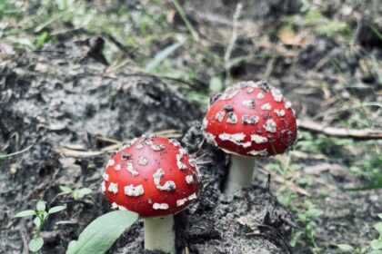 vLietuvoje auga musmirių paklausa. Už jų galvas siūlomi šimtai eurų. Supirkėjai įrodinėja nuodinguosius grybus siunčiantys gaminti vaistams.