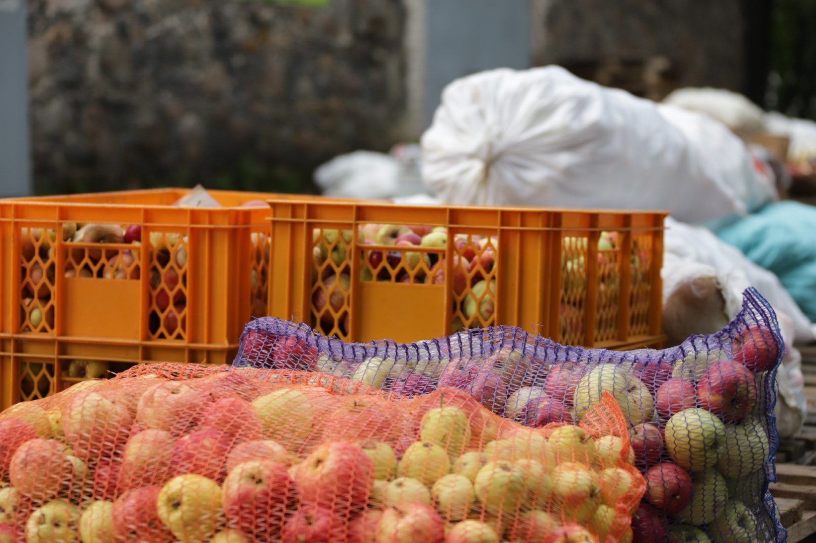 Lietuviškų obuolių augintojai nerimauja, ar Lietuvos rinką užvertus pigiais lenkiškais obuoliais atsipirks jų triūsas ir investicijos. I. STULGAITĖS-KRIUKIENĖS nuotr.