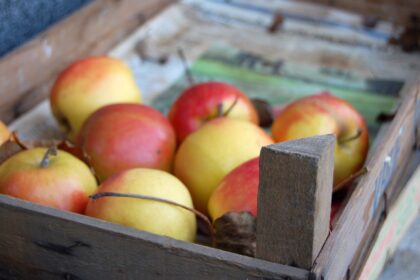 Lietuviškiems desertiniams obuoliams gresia tapti prabangos preke.