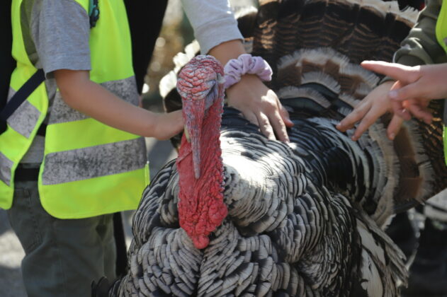 Gyvulininkystės paroda Algirdiškyje. I. Stulgaitės–Kriukienės nuotr.