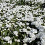 Panevėžiečio gėlininko, selekcininko Algirdo Gražio sode pražydo įspūdingos gėlės – pilnavidurės kanadinės sangvinarijos.