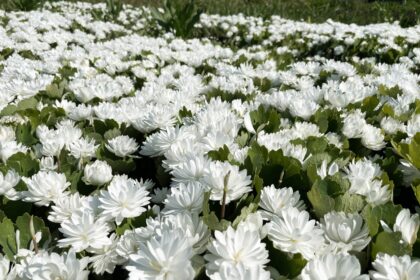 Panevėžiečio gėlininko, selekcininko Algirdo Gražio sode pražydo įspūdingos gėlės – pilnavidurės kanadinės sangvinarijos.