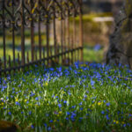 Pavasarį pražydus sibirinėms scylėms, Apvaizdos take esančias senąsias Panevėžio kapines uždengia mėlynas žiedų kilimas.