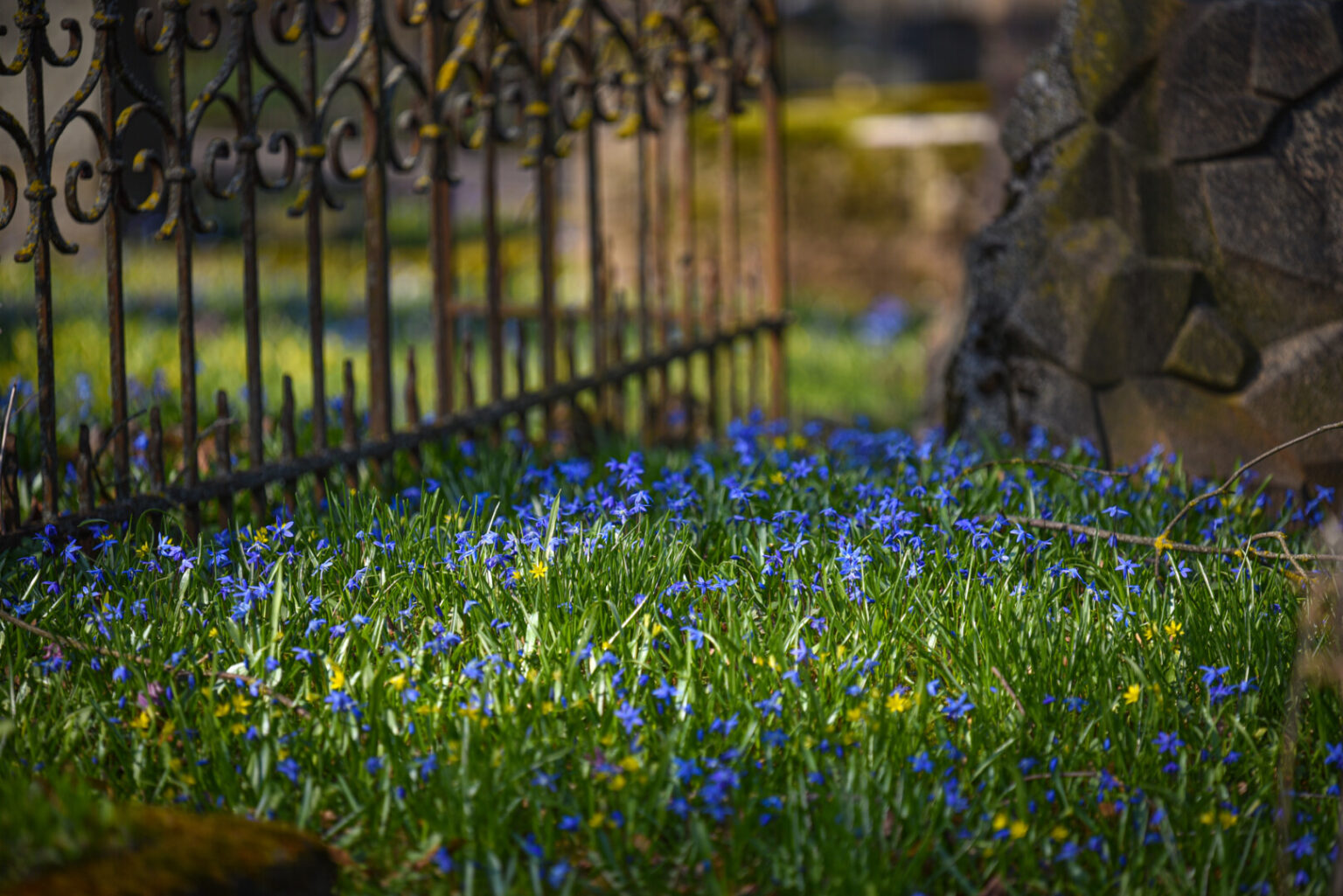 Pavasarį pražydus sibirinėms scylėms, Apvaizdos take esančias senąsias Panevėžio kapines uždengia mėlynas žiedų kilimas.