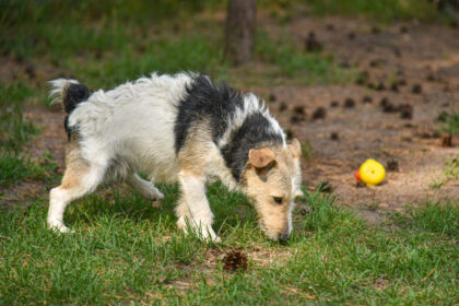 Po gerų dviejų savaičių sueis metai, kai Lietuva privalėjo mikroschemomis būti suženklinusi visus šalies šunis, kates bei namuose auginamus šeškus.