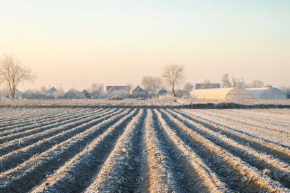 Rekordinės šalnos jei nesunaikino, tai stipriai pavėlino būsimą derlių. „SEKUNDĖS“ nuotr.