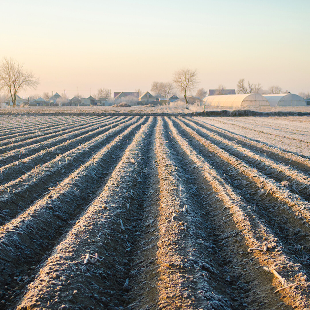 Rekordinės šalnos jei nesunaikino, tai stipriai pavėlino būsimą derlių. „SEKUNDĖS“ nuotr.