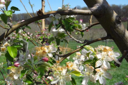 Vėluojantis pavasaris, vietoj šilumos nešęs rekordines šalnas, kėsinasi sunaikinti dalį derliaus. Sodininkai ir ūkininkai prognozuoja, kad dėl itin šaltų naktų jis šiemet bus gerokai prastesnis, o lietuviškų vyšnių, trešnių ar kriaušių gali net netekti paskanauti.