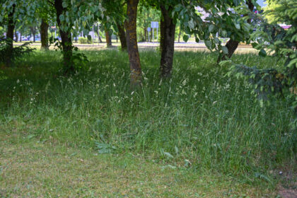 Prasidėjus vasarai ir mieste, ir rajone gyventojams ima akis badyti apleisti, aukšta žole ar net krūmokšniais apaugę sklypai.