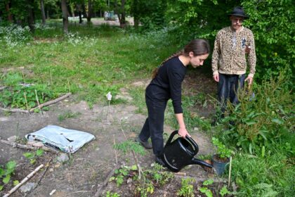 Pačiame Panevėžio centre, dar vaidilučių laikus menančiame Skaistakalnio parke bet kuris panevėžietis gali užsiauginti pomidorų, agurkų, bulvių ar net moliūgų.