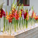 Panevėžiečiai jau žino, kad Baltijos kelio dienos proga apskrities Gabrielės Petkevičaitės-Bitės viešojoje bibliotekoje išvys tradicinę kardelių ir jurginų parodą.