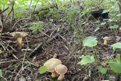 Po ilgos sausros retkarčiais prapliumpantis lietus į miškus vilioja grybautojus.