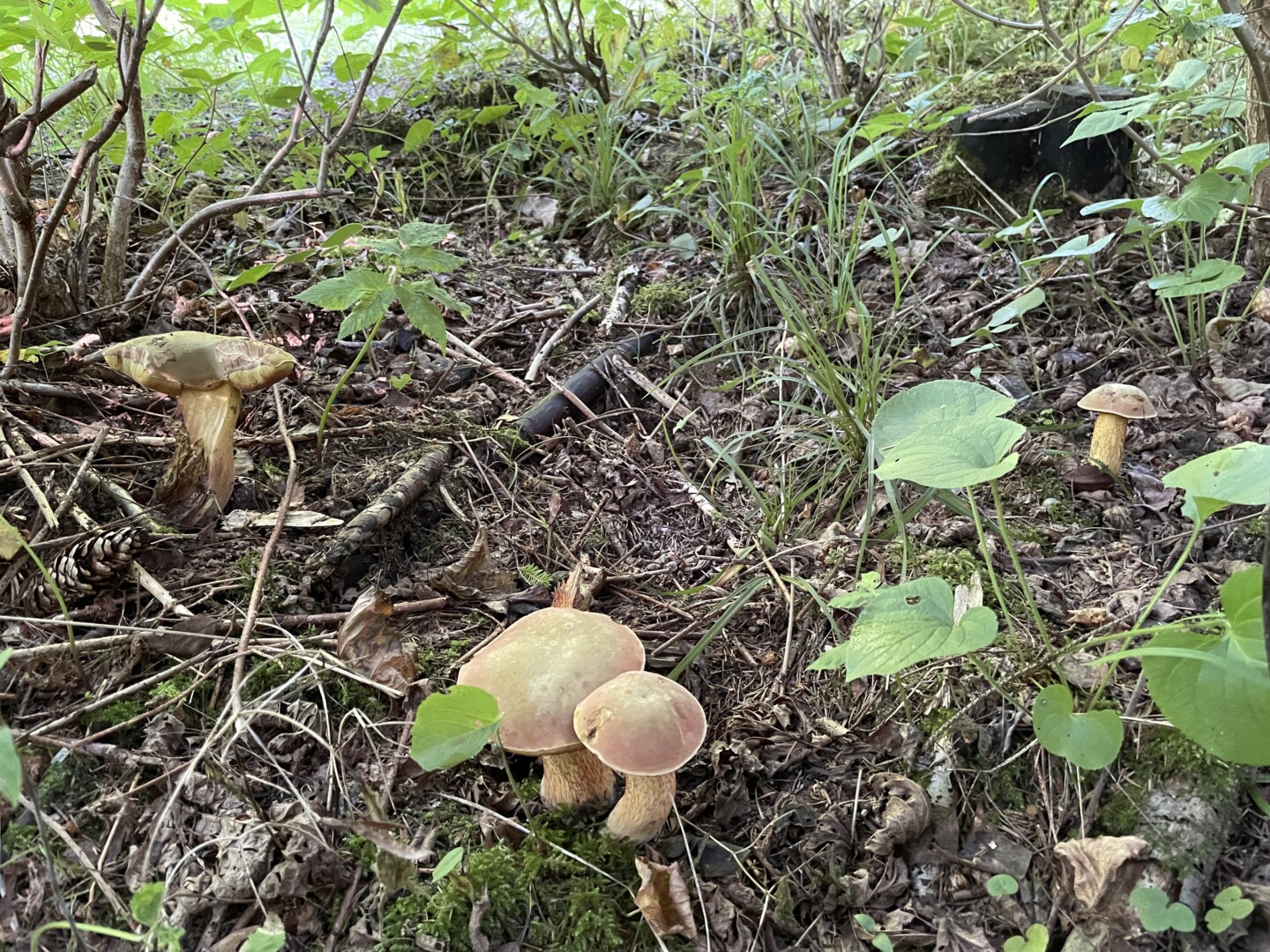 Po ilgos sausros retkarčiais prapliumpantis lietus į miškus vilioja grybautojus.