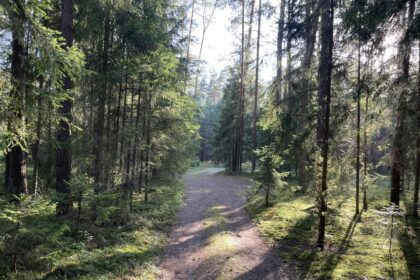 Rugpjūčio pradžioje Aplinkos ministerija paskelbė valstybinių miškų pagrindinių kirtimų normos didinimo projektą. Juo numatoma 2024–2028 m. pagrindiniais kirtimais, kurių didžioji dalis yra plyni ir atvejiniai, kirsti dar daugiau valstybinių miškų nei per praėjusį penkmetį.