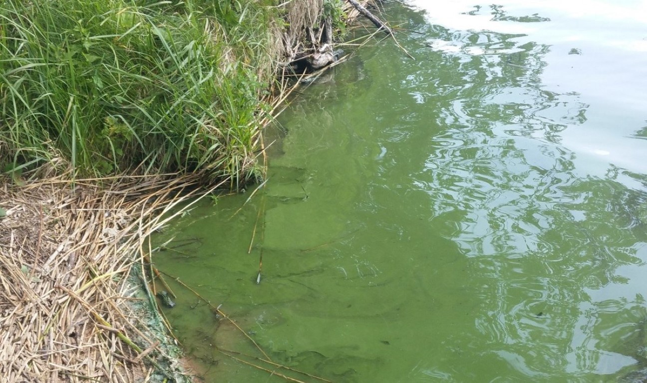 Lietuvoje įsivyravus aukštai oro temperatūra, tam tikruose vandens telkiniuose pastebimas smarkus mikrodumblių augimas, dar vadinamas vandens „žydėjimu“, praneša Aplinkos apsaugos departamentas (AAD).