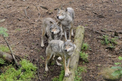 Vienkiemyje šalia Bernatonių gyvenanti gyvūnų globėja Rūta Liberienė įsitikinusi, kad trijų vilkų akių žvilgsnių, prieš porą dienų pamatytų kone prie namo durų, nepamirš visą likusį gyvenimą.