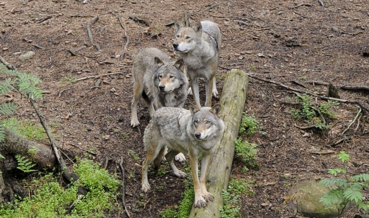 Vienkiemyje šalia Bernatonių gyvenanti gyvūnų globėja Rūta Liberienė įsitikinusi, kad trijų vilkų akių žvilgsnių, prieš porą dienų pamatytų kone prie namo durų, nepamirš visą likusį gyvenimą.