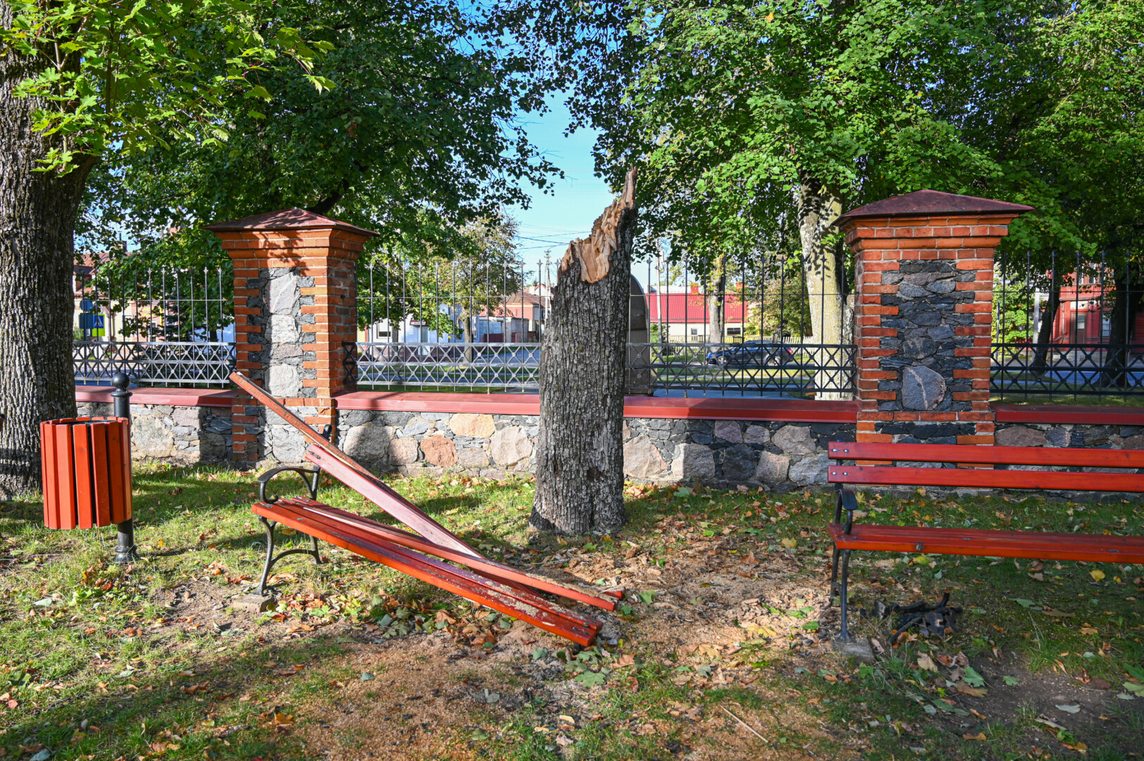 Po savaitgalio nebeliko stipraus vėjo nulaužto Šv. Petro ir Povilo bažnyčios šventoriaus klevo. P. ŽIDONIO nuotr.