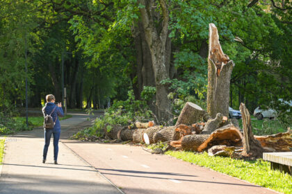 Per Lietuvą savaitgalį prasiautęs stichinis vėjas pridarė nemažai nuostolių visam Panevėžiui, tačiau labiausiai nuo jo nukentėjo Skaistakalnio parkas.