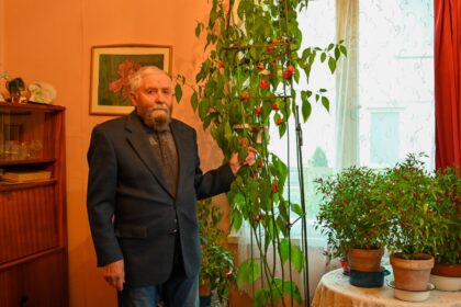 Panevėžiečio namuose – įspūdingo aukščio aitriųjų paprikų krūmas. Siekiantį lubas augalą netgi teko rišti prie karnizo, kad nenulūžtų.