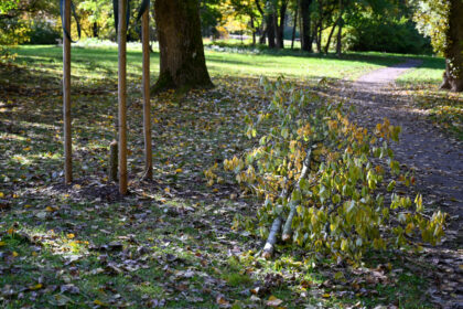 Panevėžyje įsitaisę bebrai nusitaikė į atnaujintame Skaistakalnio parke ką tik pasodintus medžius.