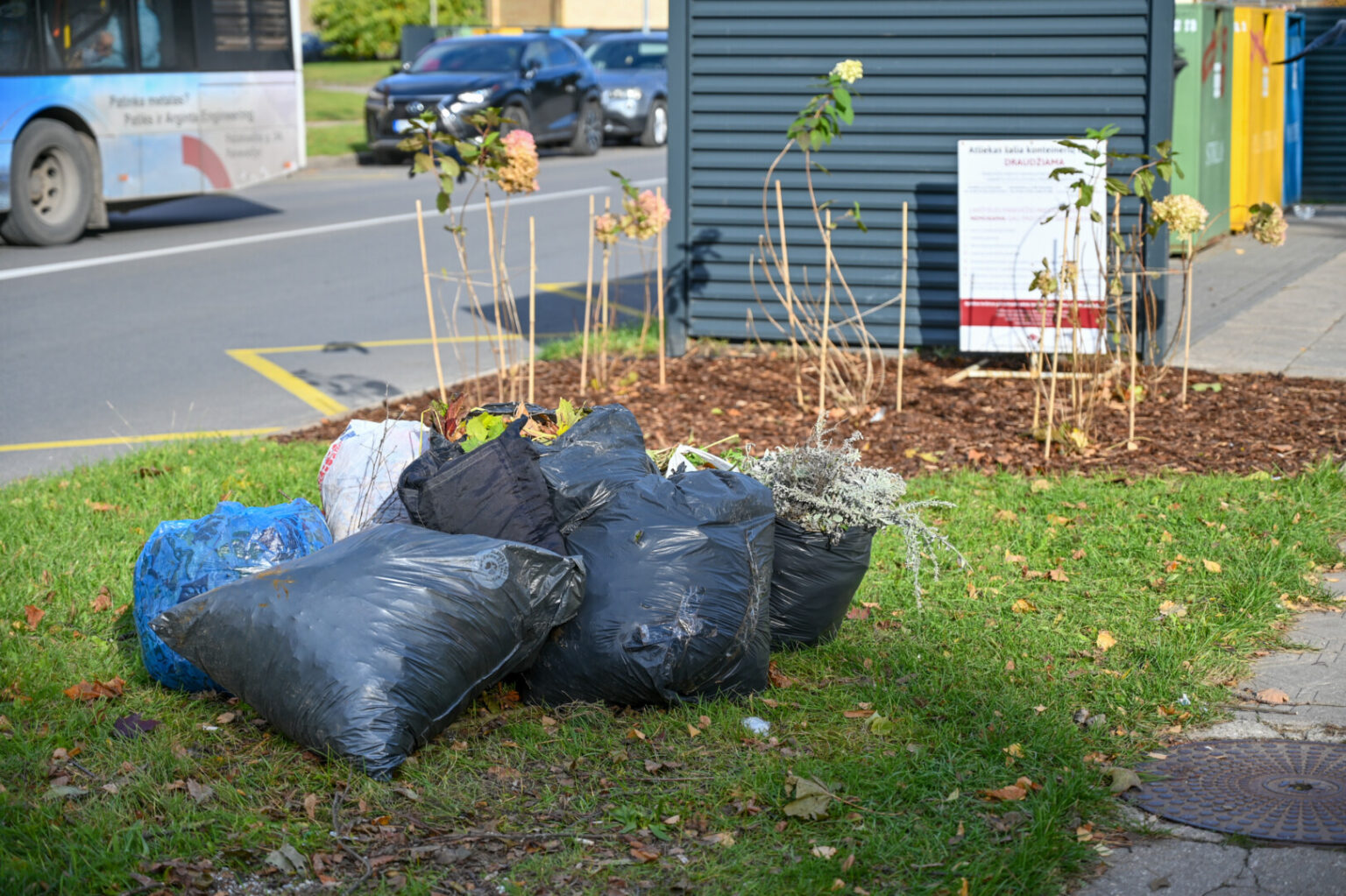 Hortenzijų gėlynai, spalio pradžioje susodinti šalia Kniaudiškių gatvėje stovinčių keturių atliekų konteinerių, tapo savotišku eksperimentu, kuriuo tikrinamas panevėžiečių mentalitetas.