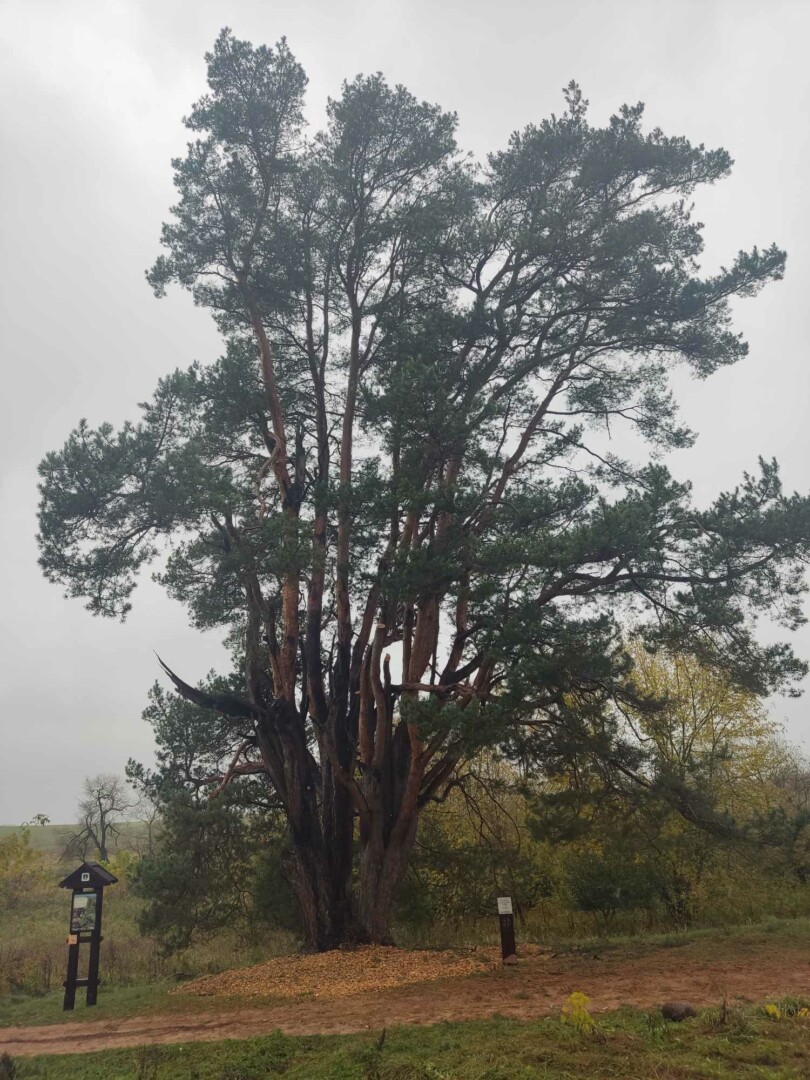 Tvarkant legendinę pušį, specialiai nebuvo nugenėtos visos nudžiūvusios šakos. Krekenavos regioninio parko nuotr.