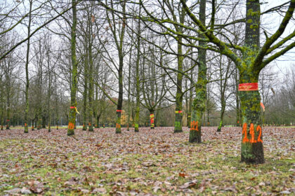 Kultūros ir poilsio parke ant gerokai ūgtelėjusių medžių ryškiais oranžinės, raudonos ir žalios spalvų dažais užrašyti skaičiai panevėžiečiams sukėlė nerimą.