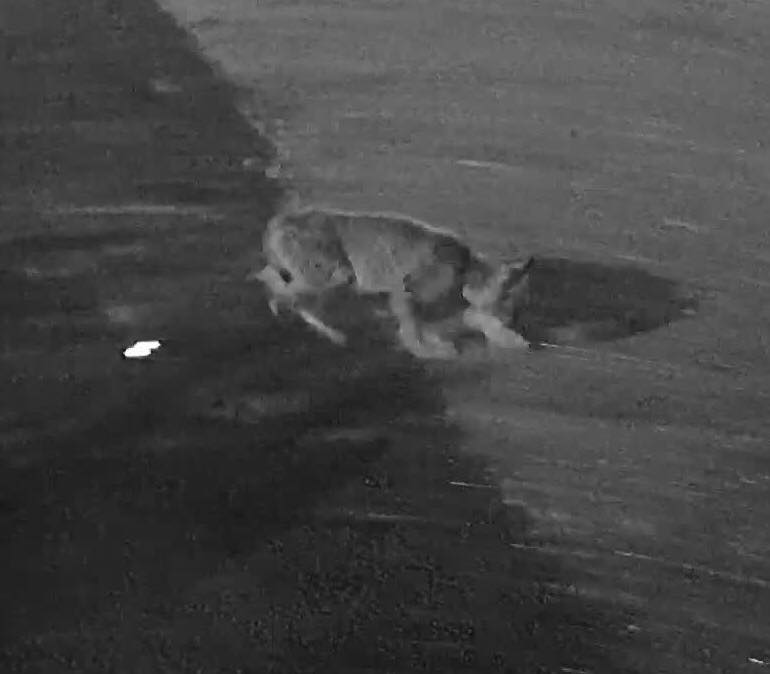 SOCIALINIŲ TINKLŲ nuotr.