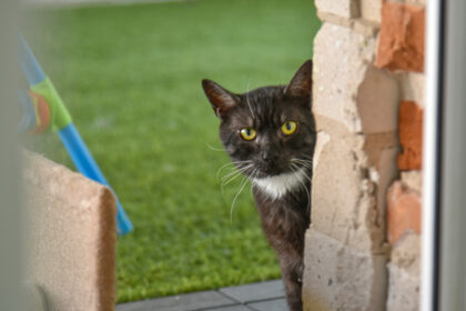 Panevėžio veterinarijos gydytojų telefonai jau kaista nuo skambučių dėl katėms mirtinai pavojingo maro.