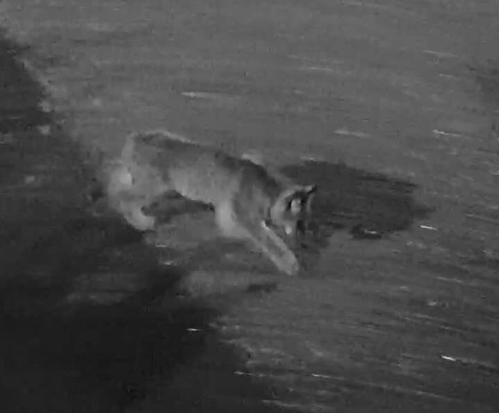 SOCIALINIŲ TINKLŲ nuotr.