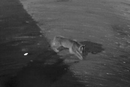 Į Lietuvos raudonąją knygą įrašyta lūšis užsuko pasidairyti į Panevėžį.