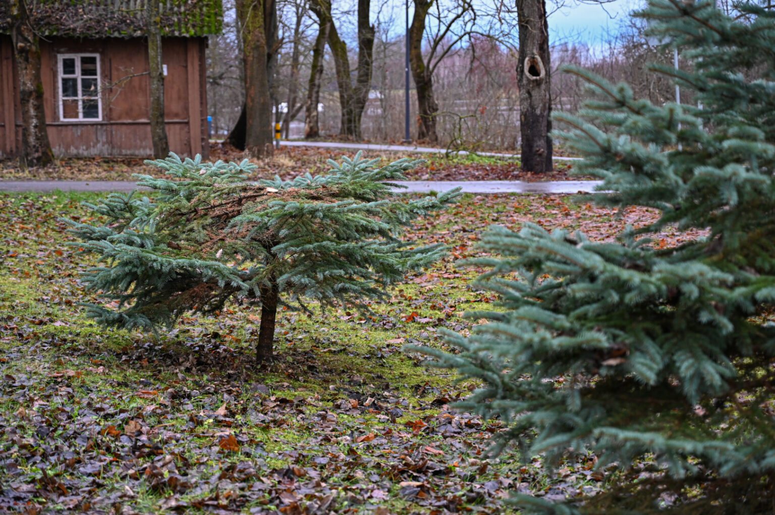 Kūčių vakarą susėdę ypatingos vakarienės kai kurie panevėžiečiai džiaugsis namus papuošę įžūliai iš privačių kiemų pavogtomis žaliaskarėmis.