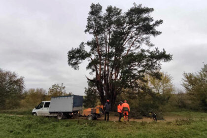 Naujamiesčio seniūnijoje esančiame Kalnelio kaime keroja šimtametė pušis, apie kurią viena iš legendų sako, kad trys jos kamienai – tai nukankintos ir toje vietoje palaidotos trys mergelės.